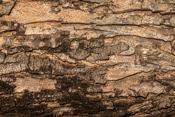 detailed texture of tree bark with rough surface and natural pattern