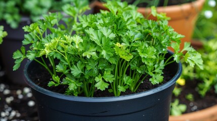 Fototapeta premium Parsley Plant in Pot 