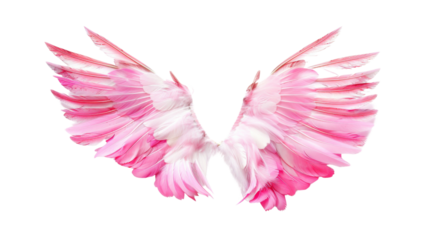 Pink angel wings for design on transparent background 