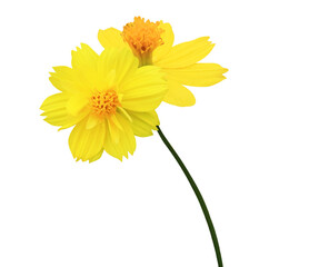 Sulfur Cosmos Yellow Cosmos flowers. Close up yellow small flower bouquet isolated on transparent background.