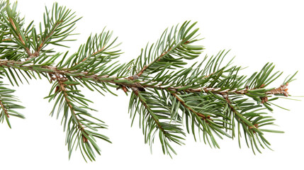 Pine branch green natural forest christmas tree on transparent background 