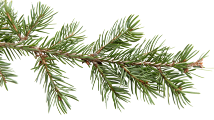 Pine branch green natural forest christmas tree on transparent background 