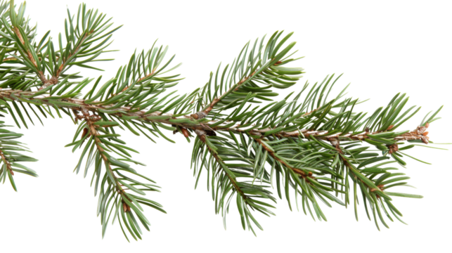 Pine branch green natural forest christmas tree on transparent background 