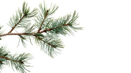 Pine branch green natural forest christmas tree on transparent background 