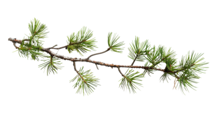 Pine branch green natural forest christmas tree on transparent background 