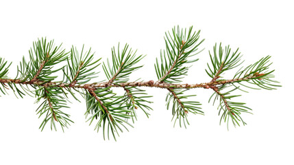 Pine branch green natural forest christmas tree on transparent background 