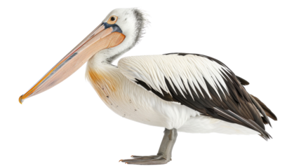 Pelican isolated on white background