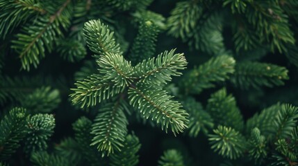 Obraz premium Pine Trees in the Forest -