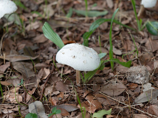 公園に生えたオオシロカラカサタケ