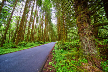 Fototapeta premium Lush Forest Road in Evola State Park Eye-Level Perspective