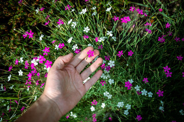 Man touches small ornamental flower of wild Dianthus Deltoides, also called maiden pink, growing on field, hand closeup. Garden grassy carnation plant. Soft focus. 