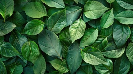 Green leaves arranged in a detailed nature border