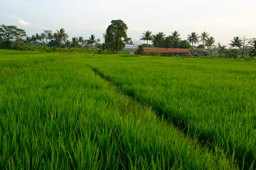 early morning rice field portrait in a village 