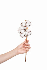 Woman hand holding cotton plant branch. Textile fluffy fabric. Natural wool material. Isolated on white background. Giving birthday present
