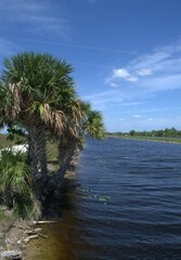 Obraz premium Una perfecta combinacion del agua con un verdor impresionante eso son los Everglades.