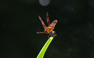 Libelulas o dragones voladores de colores electrizantes podemos encontrar en el parque de los...