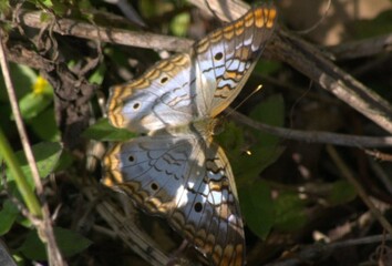 Gran cantidad de mariposas en los Everglades,aqui consiguen alimento y un lugar seguro.