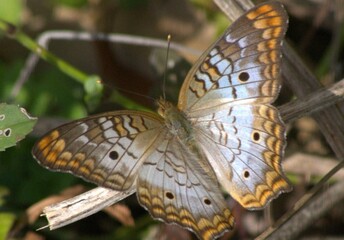 Gran cantidad de mariposas en los Everglades,aqui consiguen alimento y un lugar seguro.