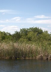Una perfecta combinacion del agua con un verdor impresionante eso son los Everglades.