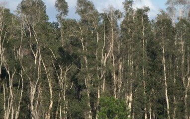 Fototapeta premium Una perfecta combinacion del agua con un verdor impresionante eso son los Everglades.