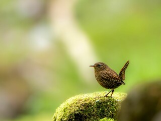 森の中で苔の生えた岩に留まってさえずっているミソサザイ