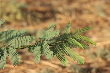Green leaves closeup, nature concept, leaves background.