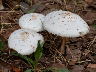 公園に生えたオオシロカラカサタケのアップ