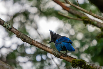 
Steller's Jay in Washington State