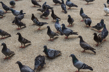 A flock of pigeons is gathered together on the ground