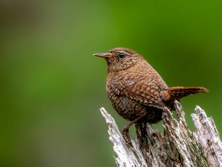 森の中で枯れ木に留まっているミソサザイ