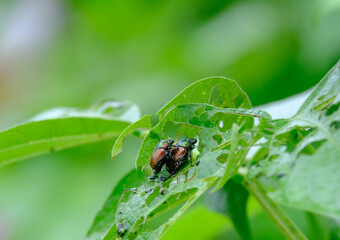 葉を食い荒らすつがいのコガネムシ