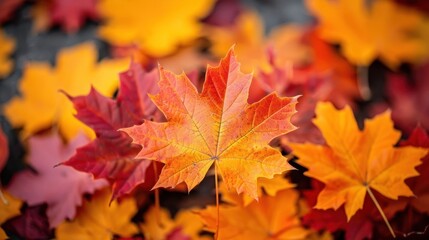 Fototapeta premium Crisp fall leaves rich autumn textures