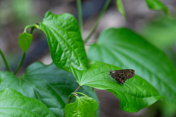 butterfly on leaf