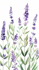 Obraz premium illustration of purple lavender flowers in bloom, featuring their green stems and leaves on a white background