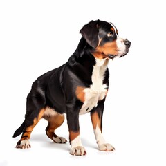 Greater swiss mountain dog breed standing against white background, AI Generated