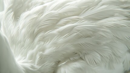 Obraz premium Feathery plumage close up delicate details