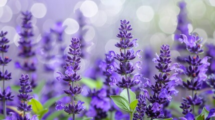 Fototapeta premium Salvia Flowers in the Garden 