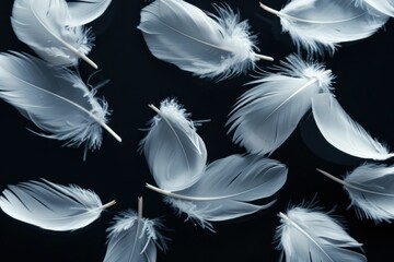 Fototapeta premium Top View of Elegant White Feathers on a Dramatic Black Background for Fashion and Beauty Concept Art Display