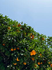 Orange tree with ripe fruits 