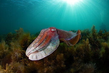 Australian Giant Cuttlefish migration