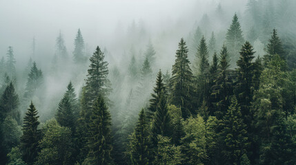 A dense forest shrouded in mist landscape