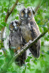 Long eared owl ( Asio otus )