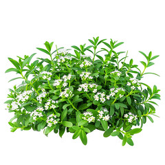 Obraz premium Iberis Sempervirens Bush with Clear Background