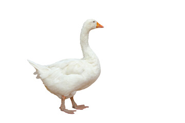 Beautiful American pekin isolated on transparent background png file