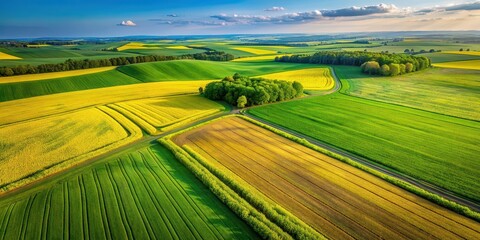 Fototapeta premium Top down view of lush green and vibrant yellow field in the countryside, scenic, agriculture, farm, rural, landscape
