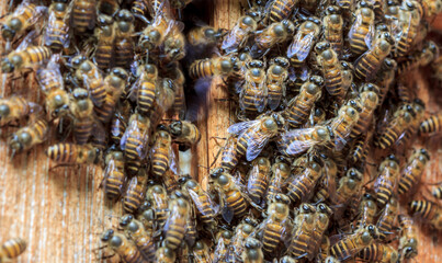 Closeup of a swarm of bees clustering together on a wooden surface