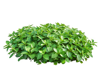 Obraz premium Pachysandra Terminalis Bush Isolated on Clear Background
