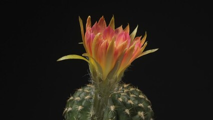 Time lapse video of cactus flower plant, in the style of black background.
