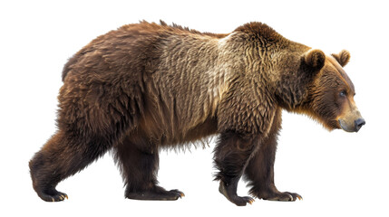 Fototapeta premium Bear grizzly on transparent background