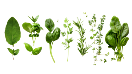 Fresh green herbs on transparent background